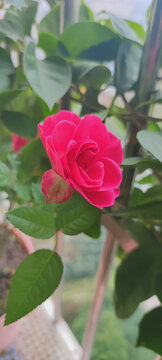 月季花