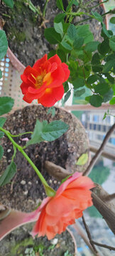 月季花