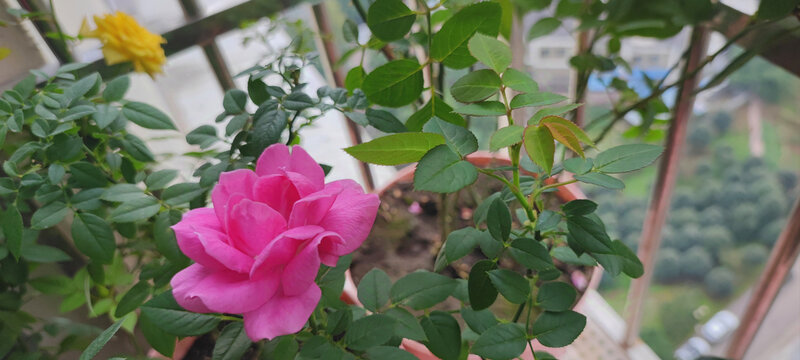 月季花
