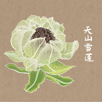 手绘中药天山雪莲包装水彩插画