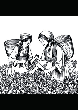 采茶女