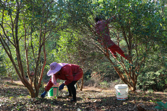 爬树摘油茶果