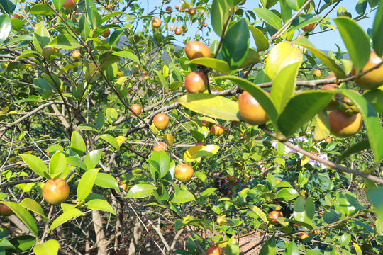 油茶果树