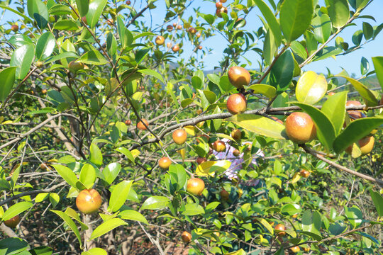 油茶果俏枝头