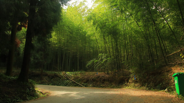 竹林