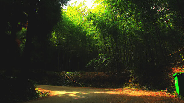 竹林