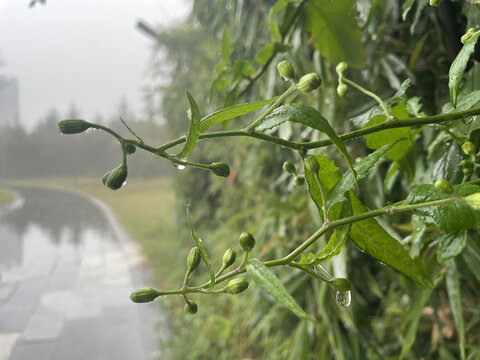绿叶上的水珠