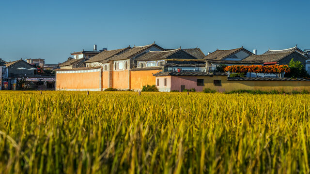 云南大理喜洲古镇稻田
