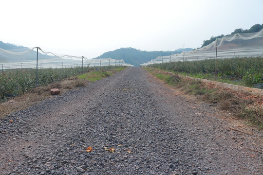 蓝莓基地
