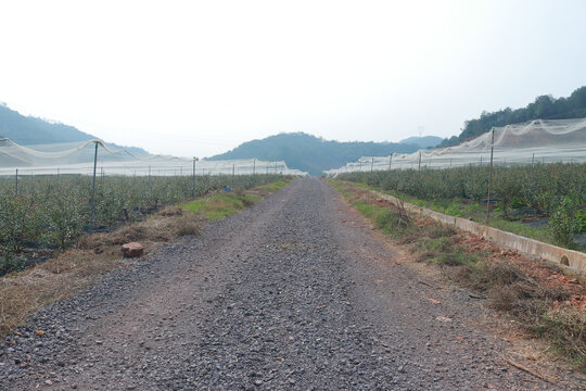 蓝莓种植园