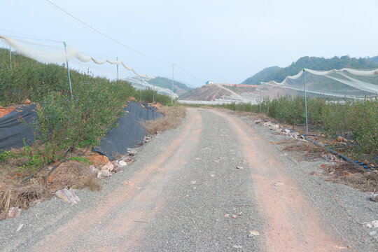 蓝莓树果园