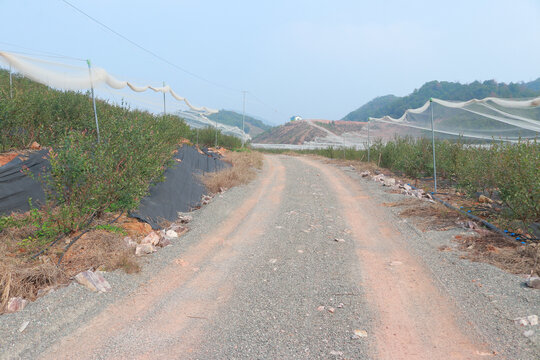 蓝莓基地