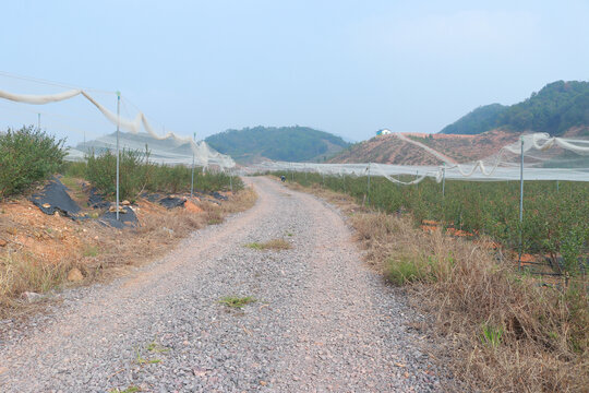 蓝莓基地