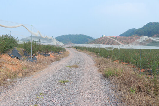 蓝莓基地