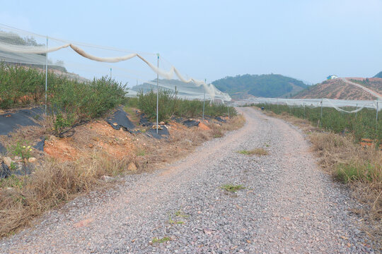 蓝莓基地