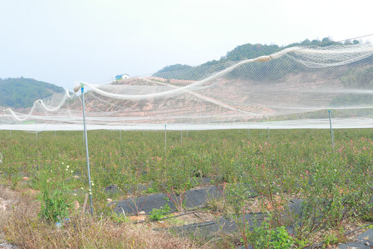 蓝莓树防鸟网