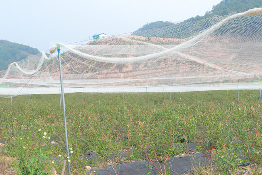 蓝莓基地