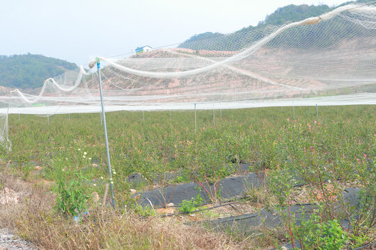 蓝莓树