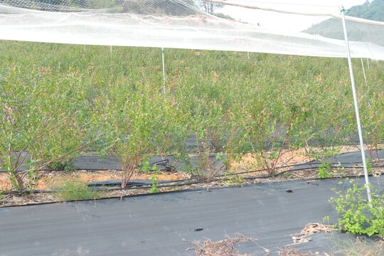 蓝莓树
