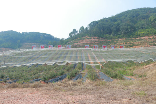 蓝莓基地