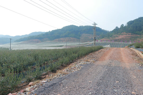 蓝莓树基地