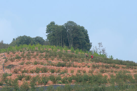 蓝莓山种植蓝莓树