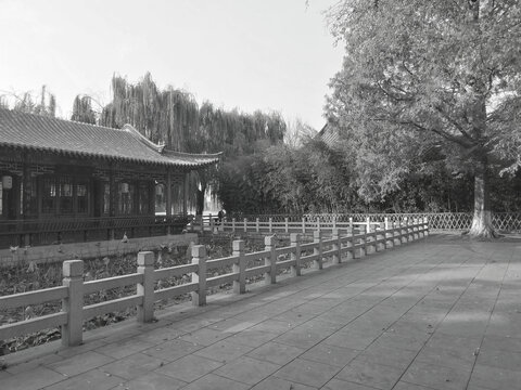 大明湖雨荷厅老照片