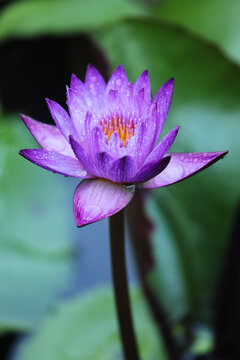 延药睡莲