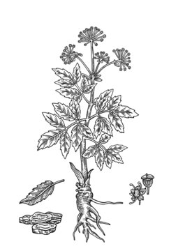 白芷