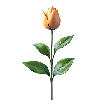 [免抠素材]白色背景上的橙色郁金香花卉