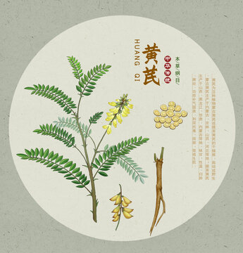 黄芪