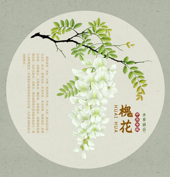 槐花
