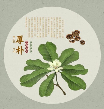 厚朴