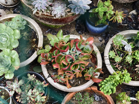 多肉植物唐印