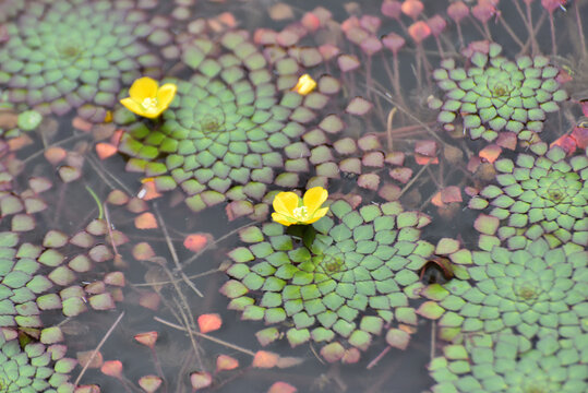 水丁香