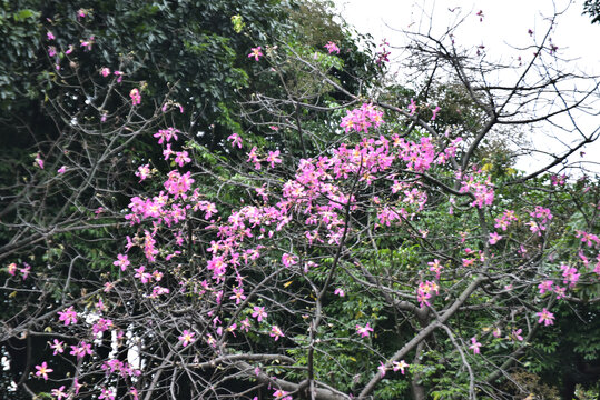 紫荆花
