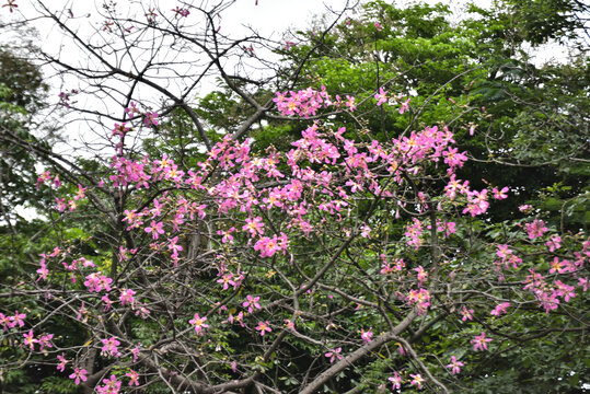 紫荆花