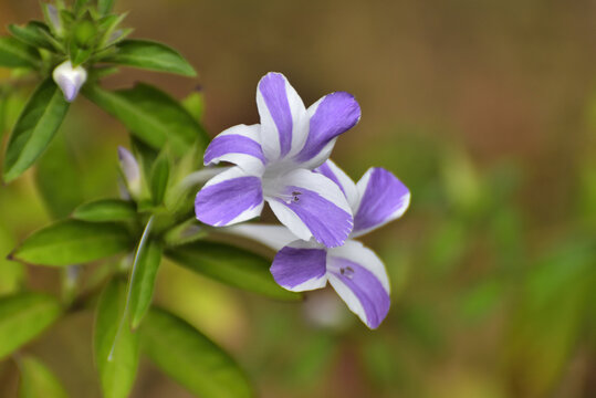 假杜鹃花