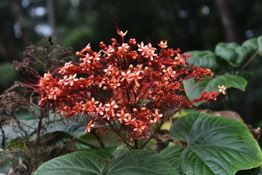 烟火花