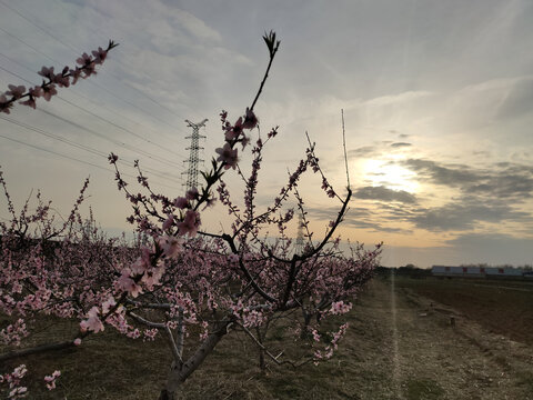 桃花园