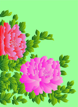 牡丹花
