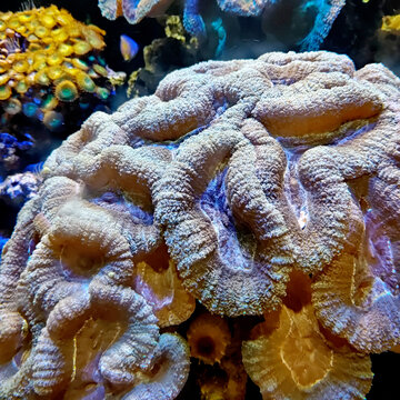 纽扣珊瑚