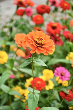 百日菊
