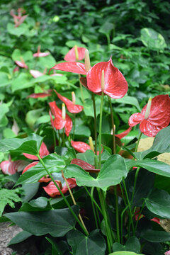 花烛