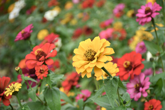 百日菊