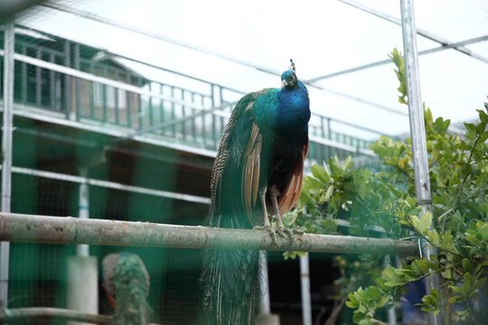孔雀饲养