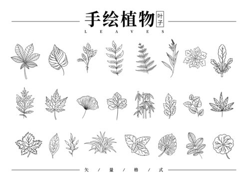 手绘叶子线稿
