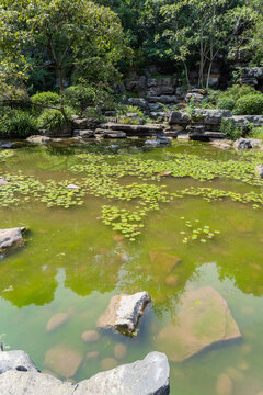 重庆江北鸿恩寺森林公园盆景园