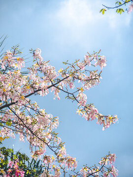 华南师范大学校内白花异木棉花开
