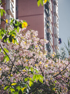 华南师范大学校内粉色异木棉花开